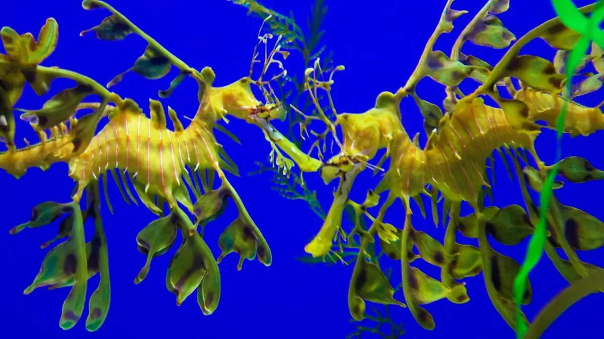 Merveilles de la vie sous-marine Survivre, envers et contre tout