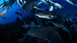 Merveilles de la vie sous-marine