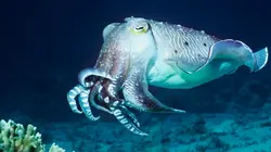 Merveilles de la vie sous-marine