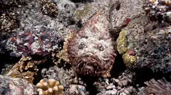 Merveilles de la vie sous-marine