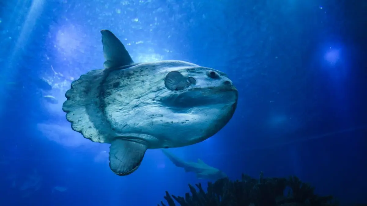 Visuel de Merveilles de la vie sous-marine Survivre, envers et contre tout