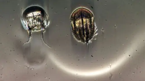 Merveilles des mondes invisibles E03 L'infiniment petit