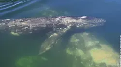 Merveilles du golfe de Californie