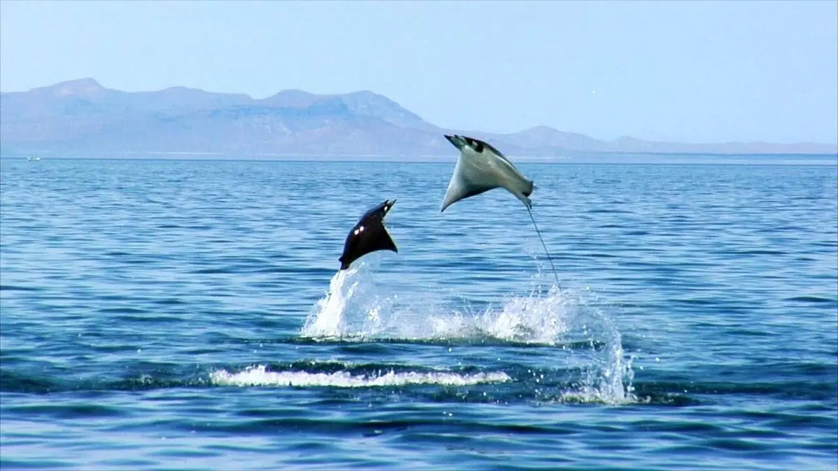 Merveilles du golfe de Californie