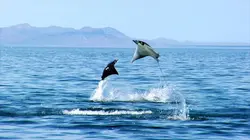 Merveilles du golfe de Californie