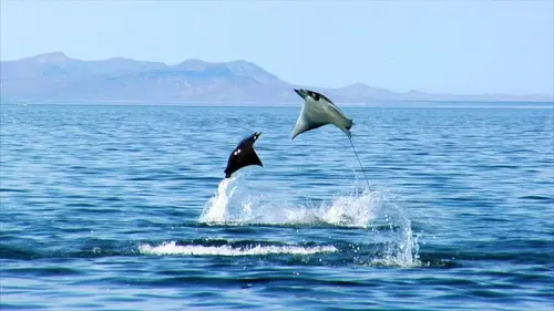 Merveilles du golfe de Californie