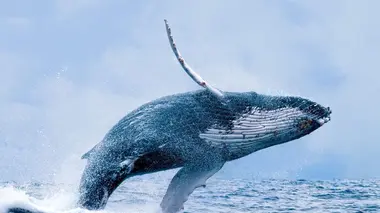 Des prédateurs et des proies