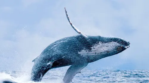 Merveilles du Pacifique Des prédateurs et des proies