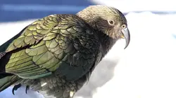 Merveilles du Pacifique