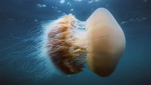 Merveilles du Pacifique