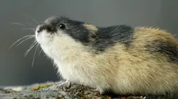 Merveilles nordiques Les lemmings