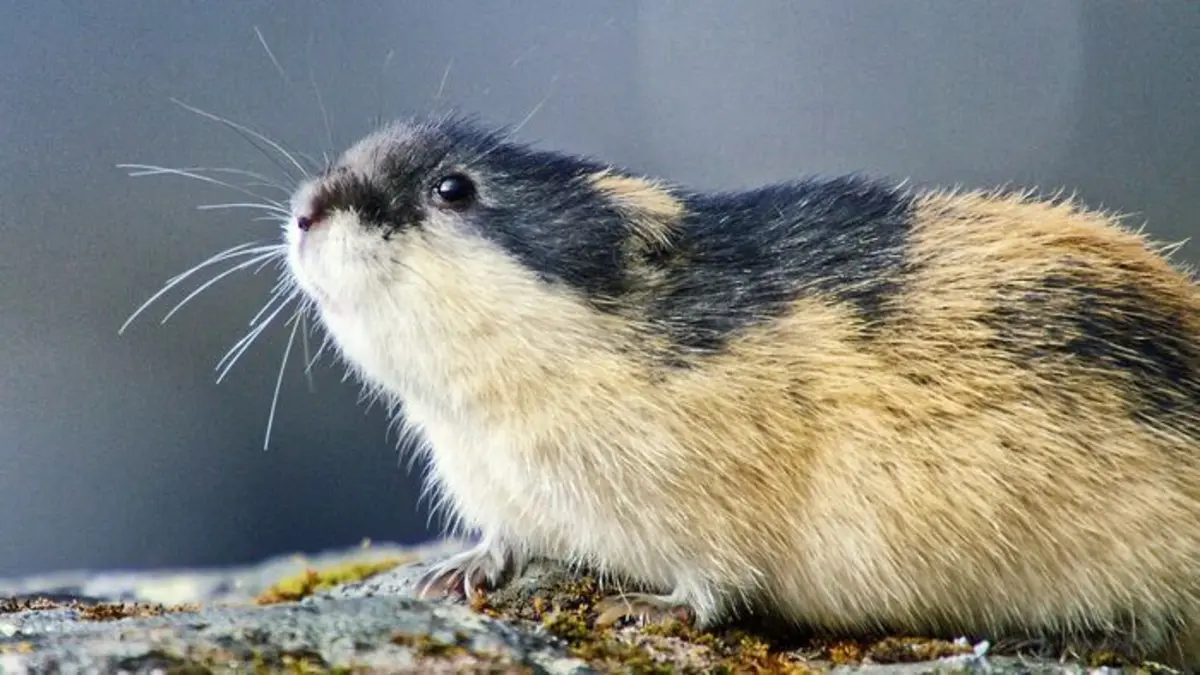 Merveilles nordiques : Les lemmings