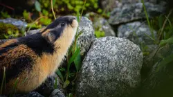 Merveilles nordiques : Les lemmings