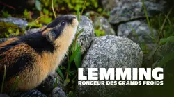 Merveilles nordiques : Les lemmings