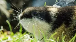 Merveilles nordiques : Les lemmings