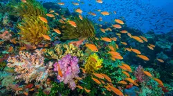 Merveilleuse planète Le Queensland en Australie