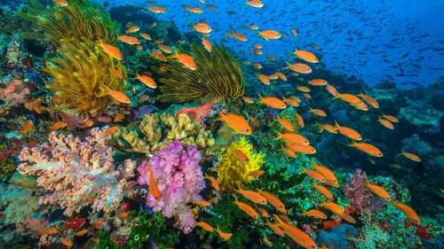 Merveilleuse planète Le Queensland en Australie