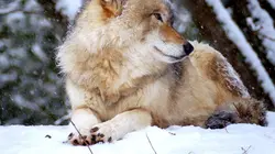 Merveilleuse planète Les Rocheuses canadiennes