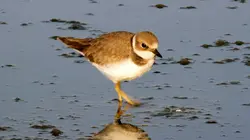 Merveilleuse planète