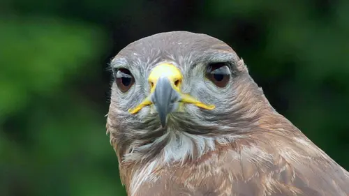 Merveilleuse planète