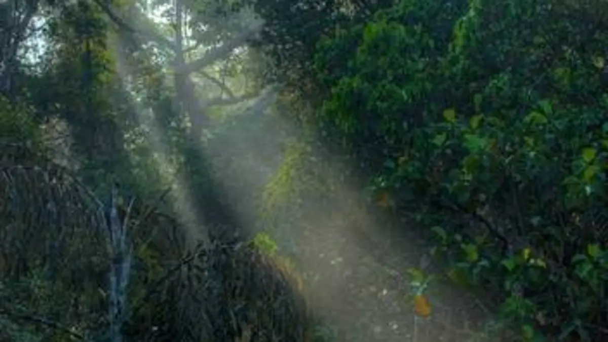 Merveilleux Sri Lanka E03 La forêt des nuages