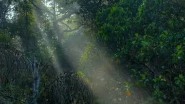 La forêt des nuages