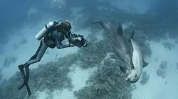 Visuel de Mes amis les grands dauphins