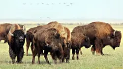 Visuel de Mes bisons et moi