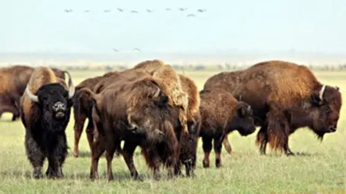 Mes bisons et moi
