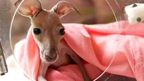 Mes kangourous et moi E02 Bébés en couveuse