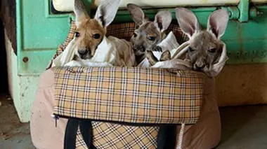 L'attaque des chiens sauvages