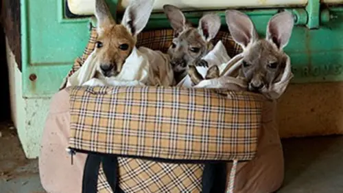 Mes kangourous et moi E05 L'attaque des chiens sauvages