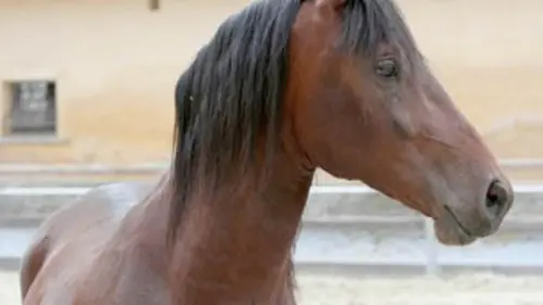 Messieurs les chevaux, à table !