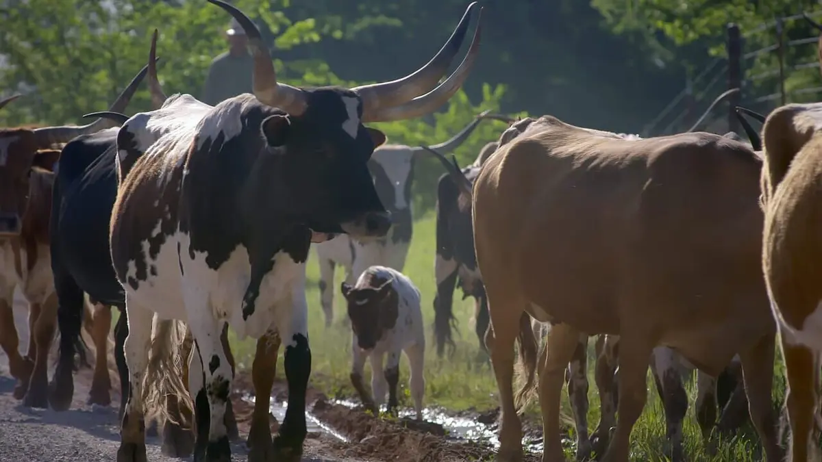 Meuh ! L'épopée des cornes Le boeuf à la conquête des prairies