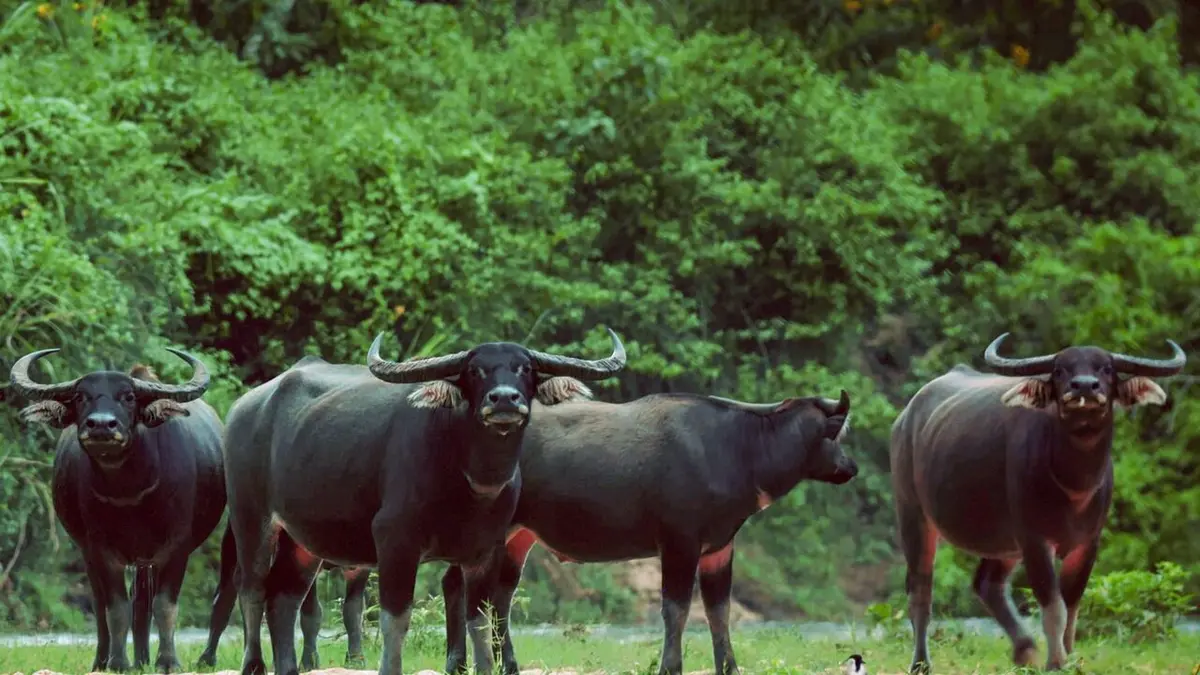 Meuh ! L'épopée des cornes Le buffle à la conquête des terres humides