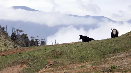 Meuh ! L'épopée des cornes Le yack à la conquête des sommets
