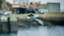 Meurtres à... S06E01 Meurtres en Cornouaille