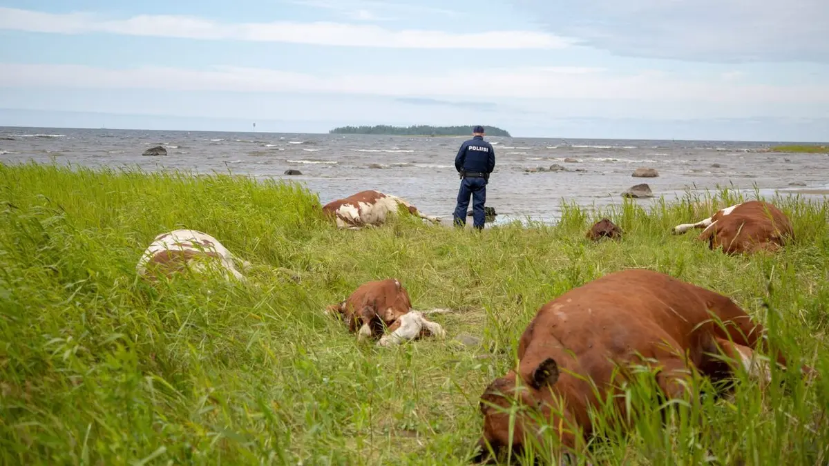 Visuel de Meurtres à Varjakka