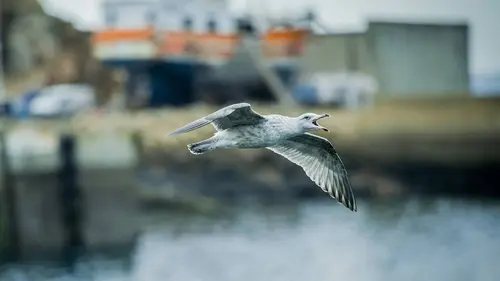 Meurtres en Cornouaille