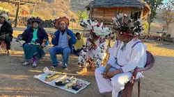 Mexique : à la recherche du cactus hallucinogène sacré