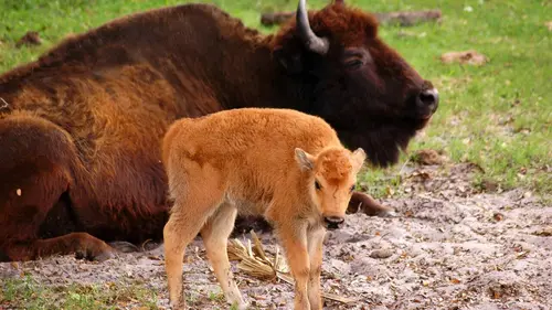 Mexique, la nature sauvage Des écosystèmes exceptionnels