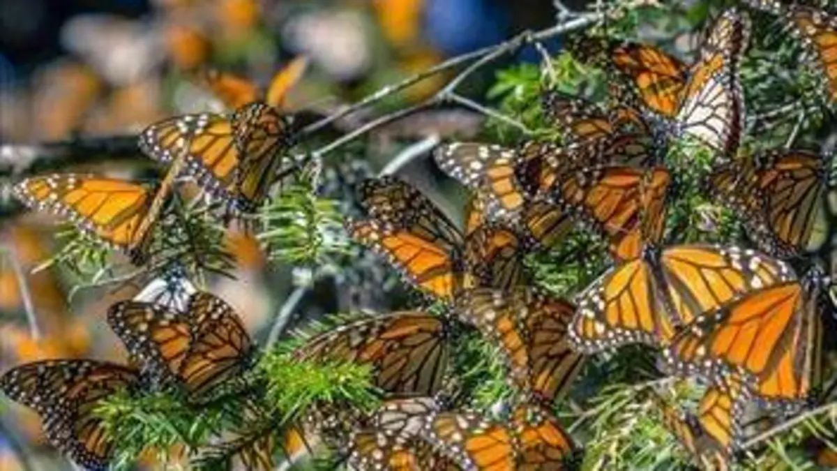 Mexique, les gardiens de la forêt