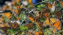 Visuel de Mexique, les gardiens de la forêt