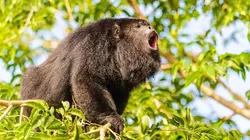 Mexique sauvage S01E02 Le Yucatan