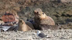 Mexique, sur les routes des migrateurs