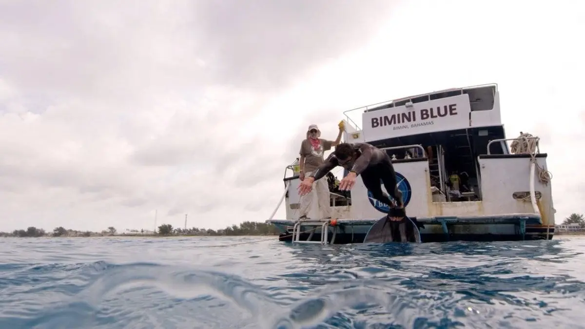 Michael Phelps Vs Sharks