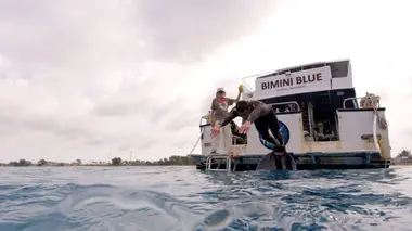 Michael Phelps vs. Sharks