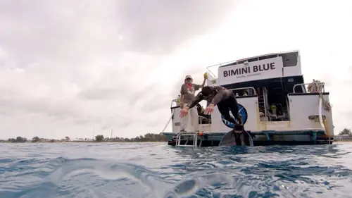 Michael Phelps Vs Sharks