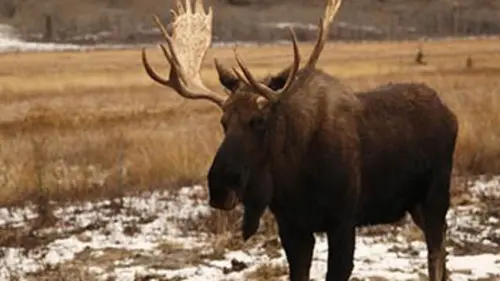 Michelle ou la vie sauvage E04 Caribou à terre