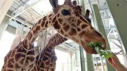 Visuel de Michelle ou la vie sauvage
